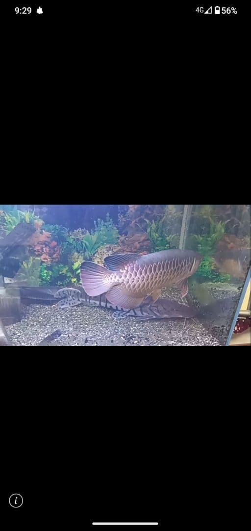 高背金龍 証明書