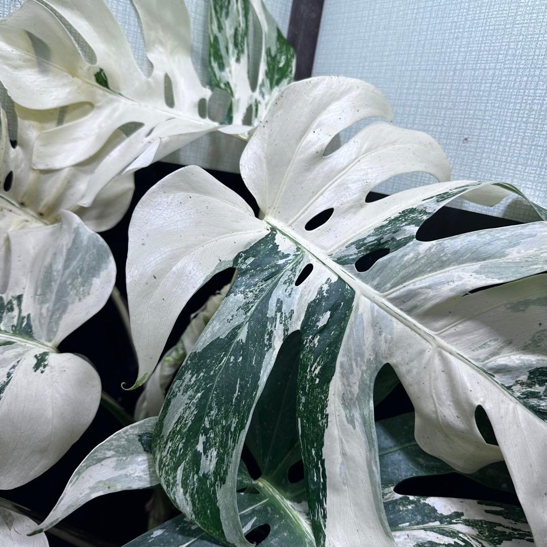 パ*ム様 斑入りモンステラ ホワイトタイガー極美大株91cm白斑多