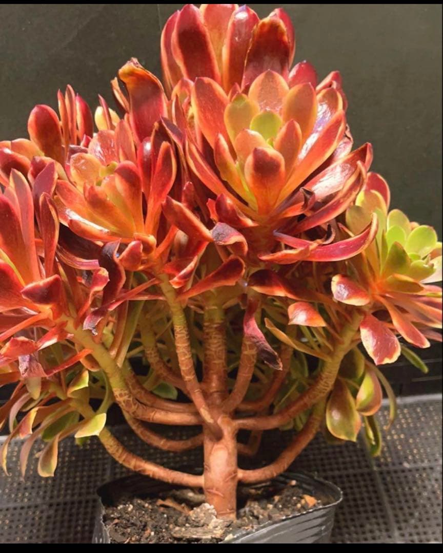 72#多肉植物アエオニウム錦❤️スーパーバン❤️1大頭15小頭33cm钵土付き出荷