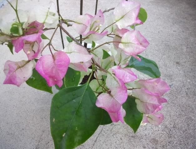 ブーゲンビレア　ブーゲンビリア　苗　花木　観葉植物　M