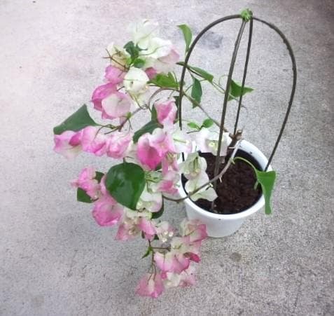 ブーゲンビレア　ブーゲンビリア　苗　花木　観葉植物　M