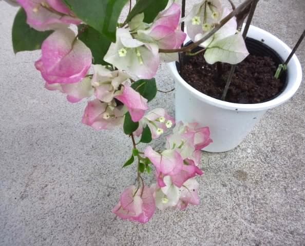 ブーゲンビレア　ブーゲンビリア　苗　花木　観葉植物　M