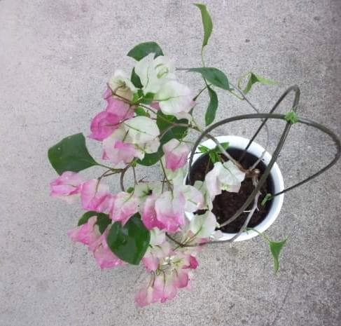 ブーゲンビレア　ブーゲンビリア　苗　花木　観葉植物　M