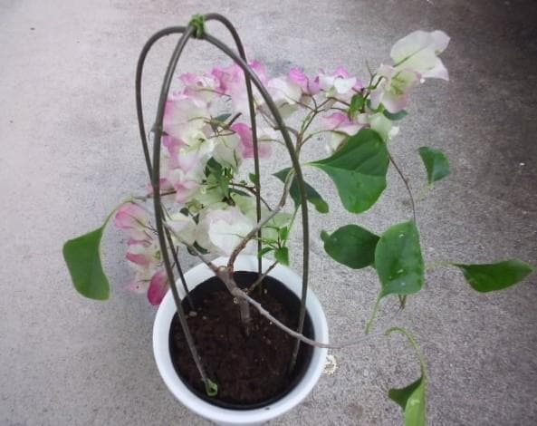 ブーゲンビレア　ブーゲンビリア　苗　花木　観葉植物　M