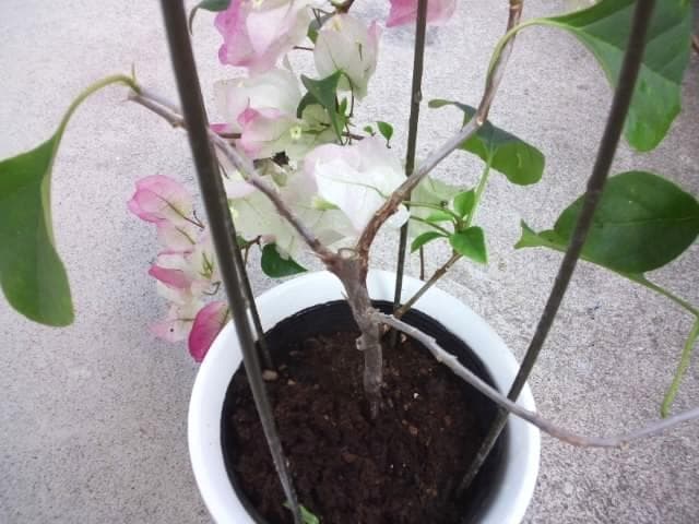 ブーゲンビレア　ブーゲンビリア　苗　花木　観葉植物　M