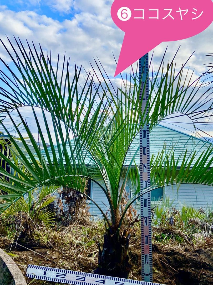 ❻ココスヤシ 耐寒性