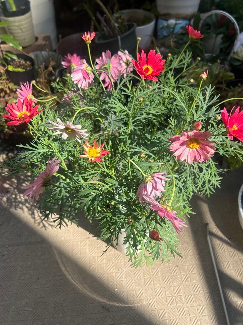 マーガレット コーラル色 Proven Winners