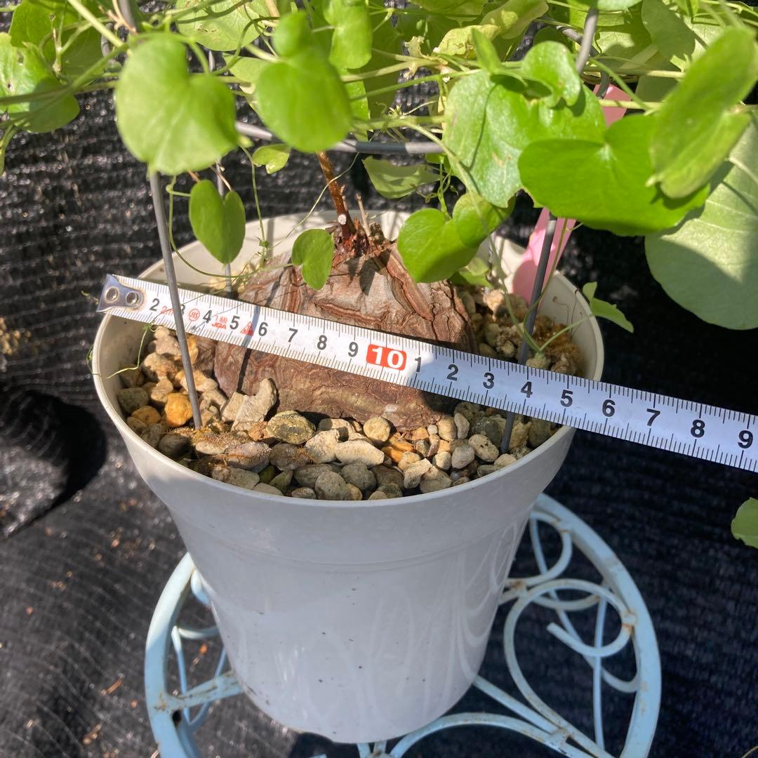 ①【ディオスコレア　エレファンティペス　アフリカキッコウリュウ（亀甲竜 ）】５号