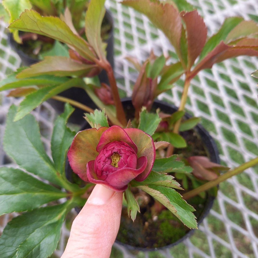 可愛いお花畑♪春色♪4個セット！クリスマスローズ、苗、開花株