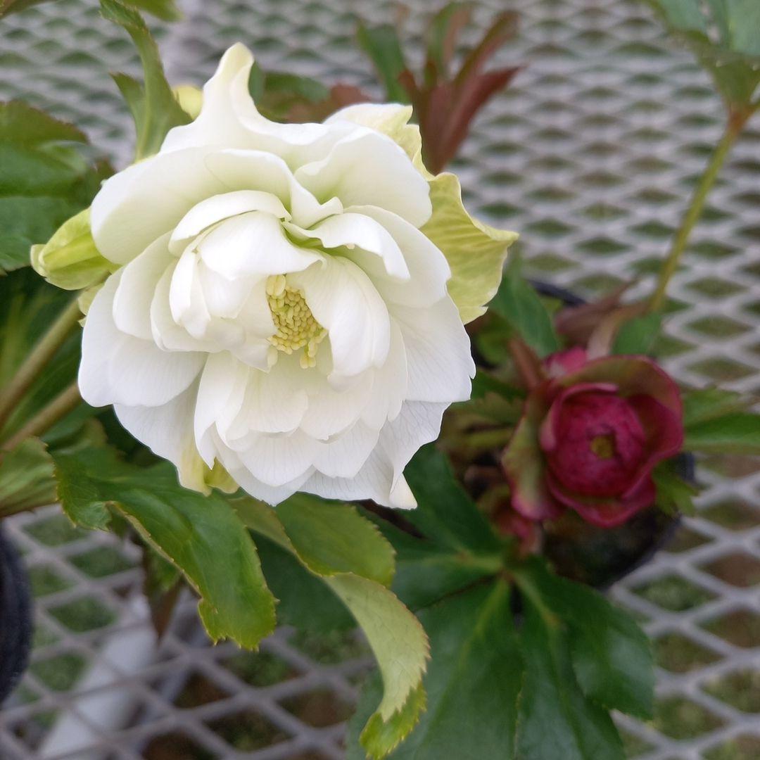 可愛いお花畑♪春色♪4個セット！クリスマスローズ、苗、開花株