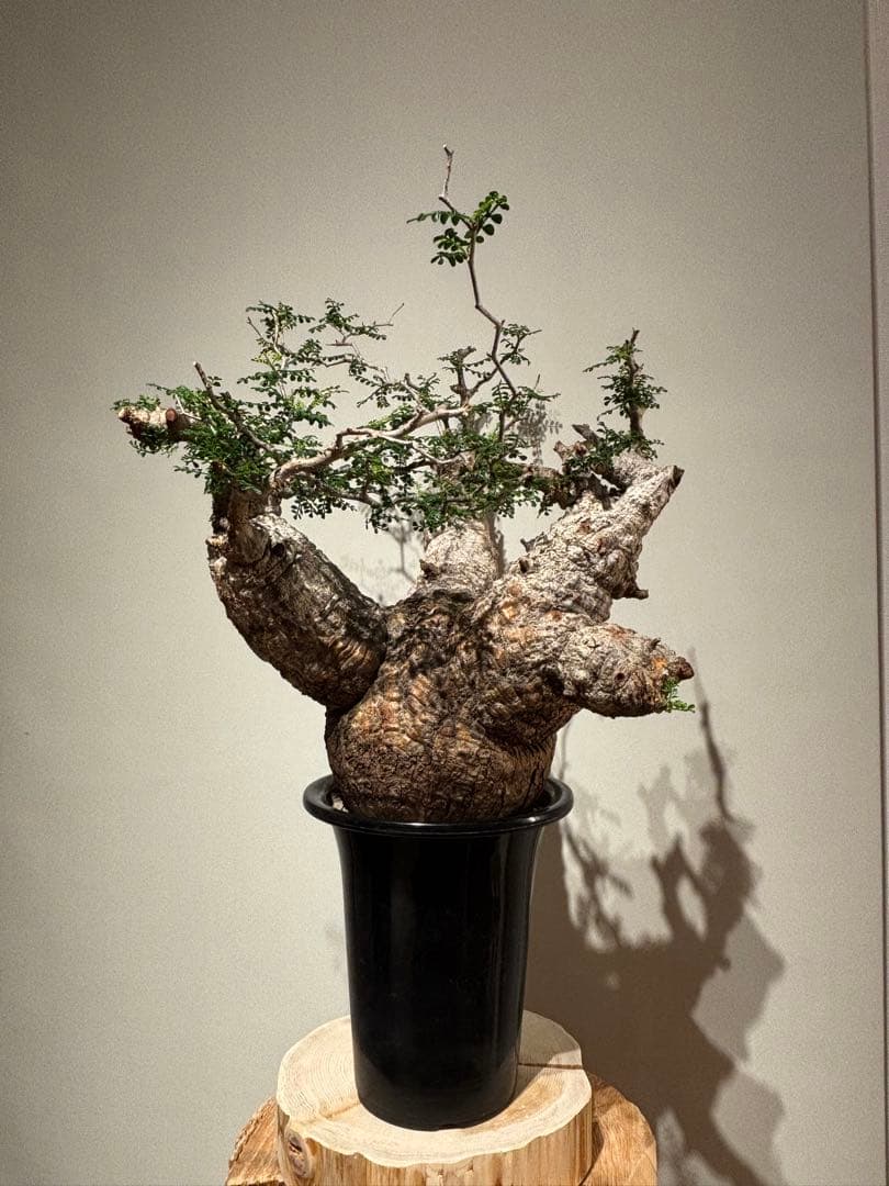 大株　スペシャル株　オペルクリカリア　パキプス