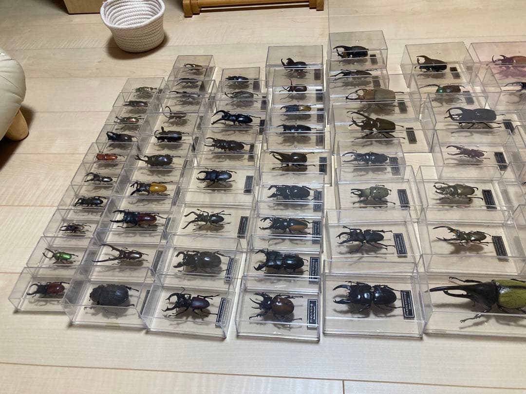 ディアゴスティーニ世界の昆虫全64種コンプリート　クワガタカブトムシ　フィギュア