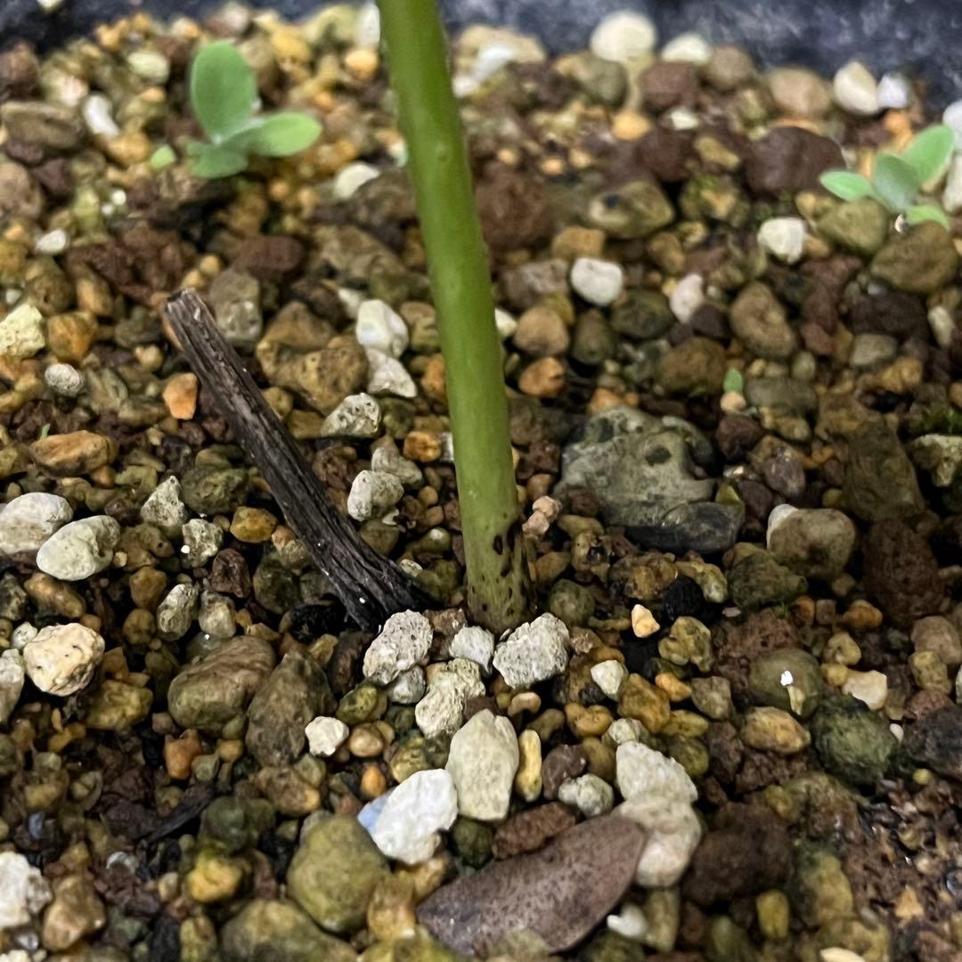 こうめいちゃん 3142【原生地採取H.multifidusMM09004