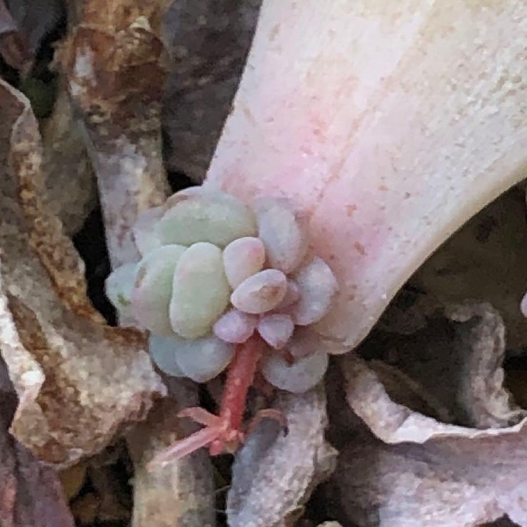 専用‼︎多肉植物^o^ 葉挿し赤ちゃんフレーベル錦