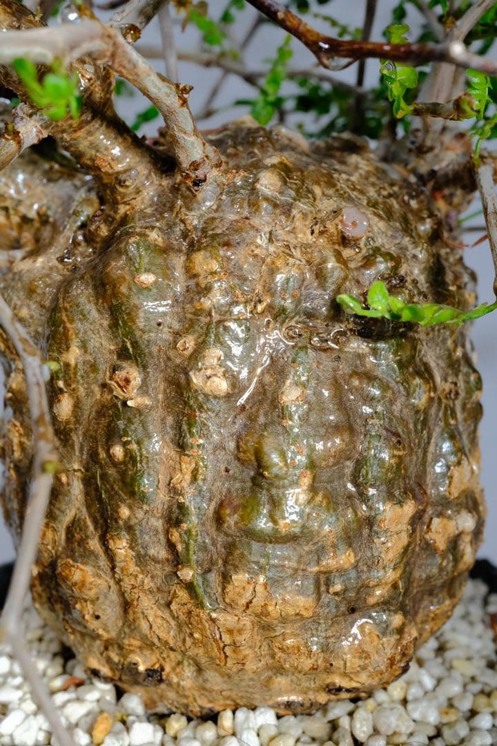 【激激激レア！】ミニオペルクリカリアパキプス最高峰！花も咲きます！#ミニパキプス