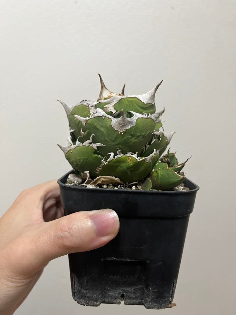 チタノタ 追星 CG01