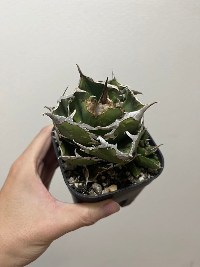 チタノタ 追星 CG01