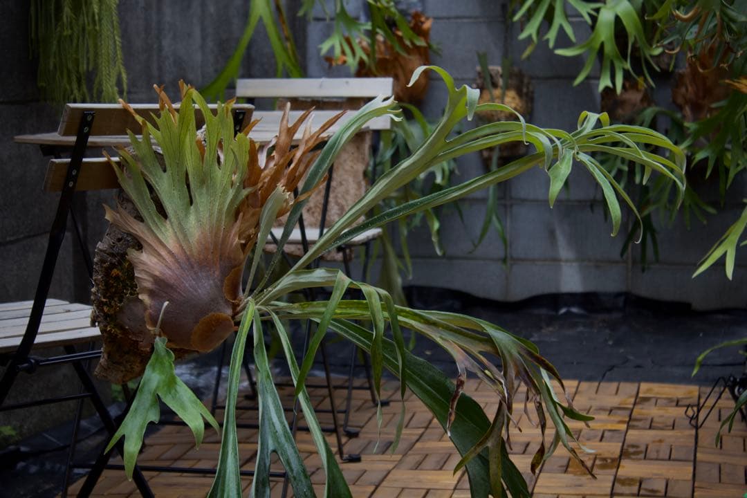 ビカクシダ P.Princess's Crown