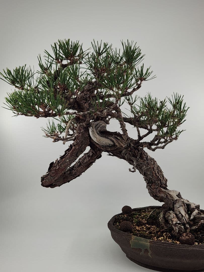 赤松盆栽 松盆栽 文人木 真柏 黒松 赤松 五葉松