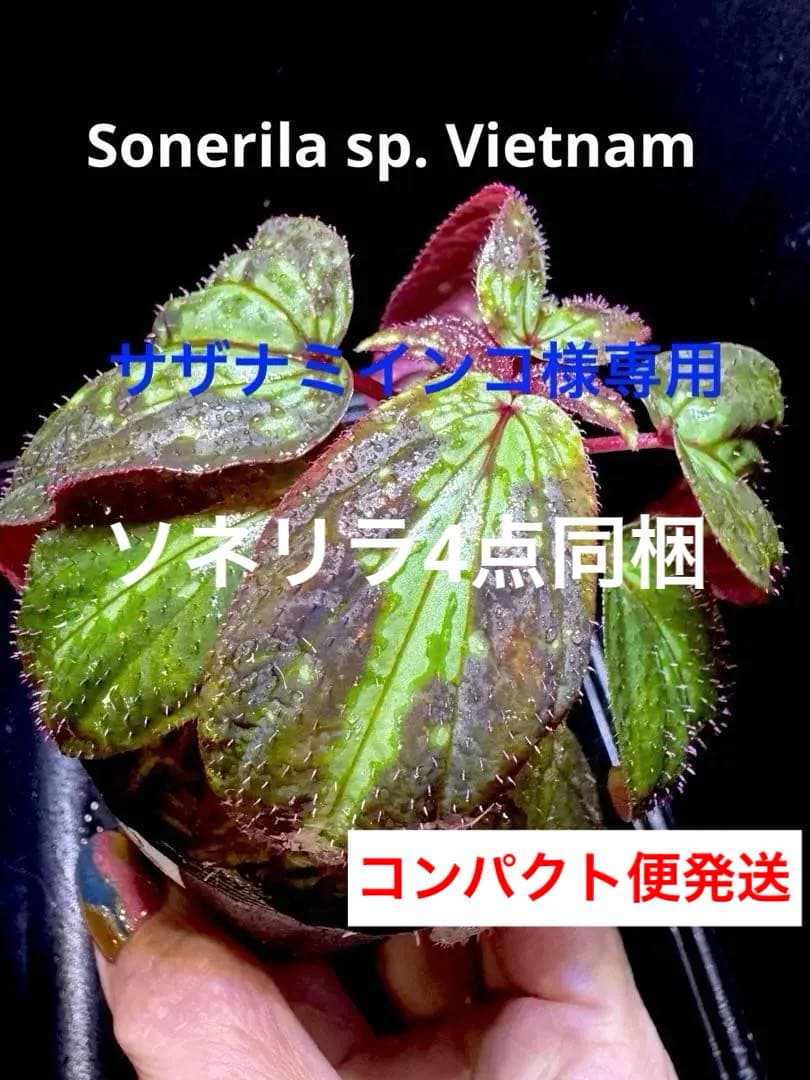 専用❣️Sonerila sp. Vietnam ソネリラ　原種　青光り