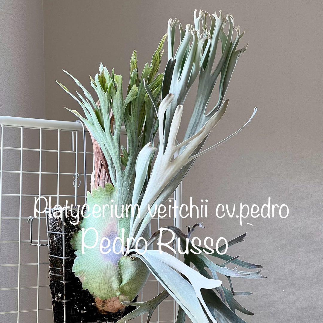 OC株 veitchii cv.pedro Tatsuta ペドロ28ビカクシダ