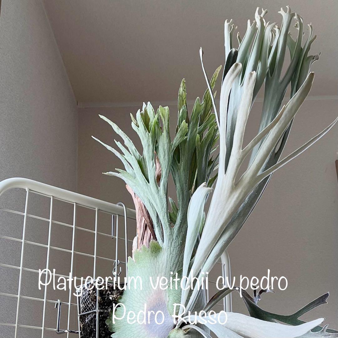 OC株 veitchii cv.pedro Tatsuta ペドロ28ビカクシダ