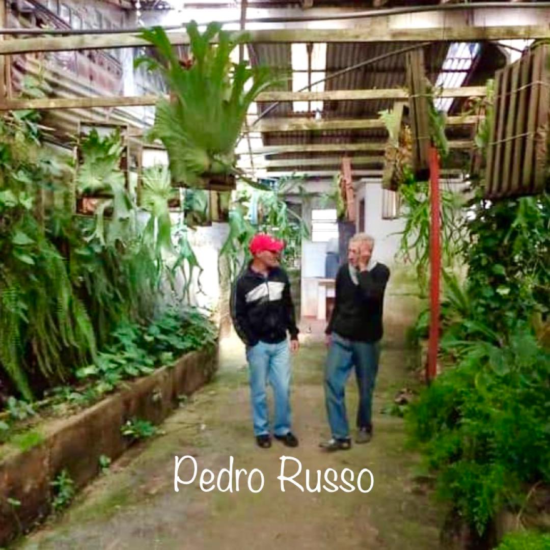 OC株 veitchii cv.pedro Tatsuta ペドロ28ビカクシダ