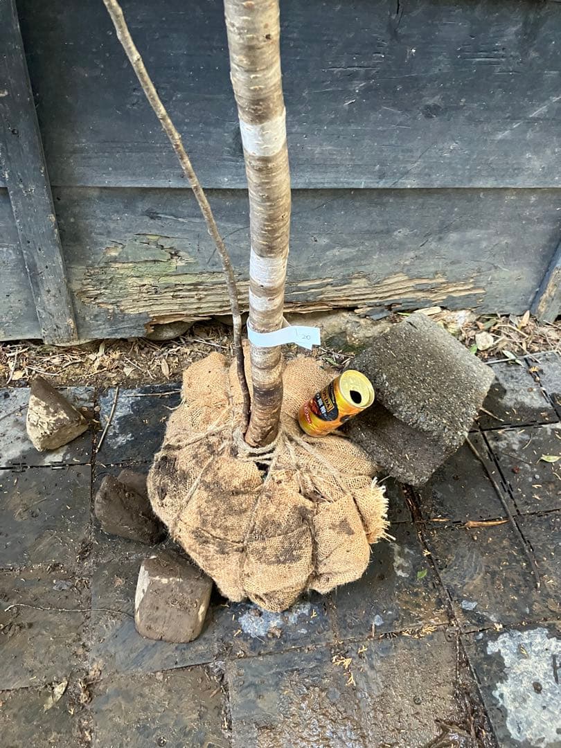 20 山採り　ヤマザクラ