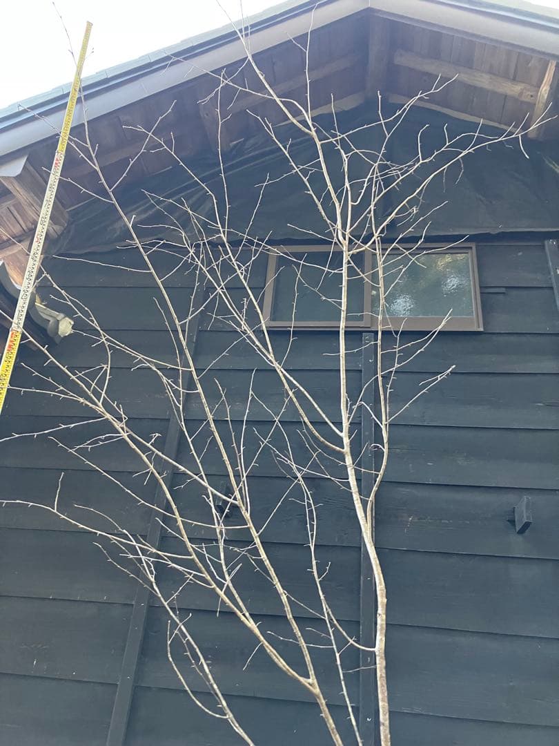 20 山採り　ヤマザクラ