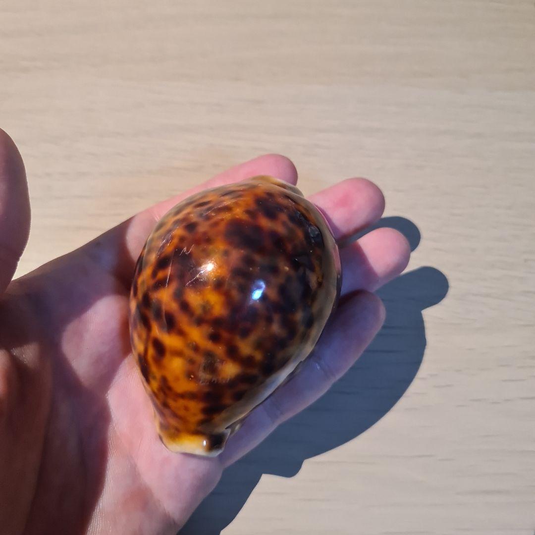 タカラガイ 貝殻 \"Tigris Rusty” タイガーパータン