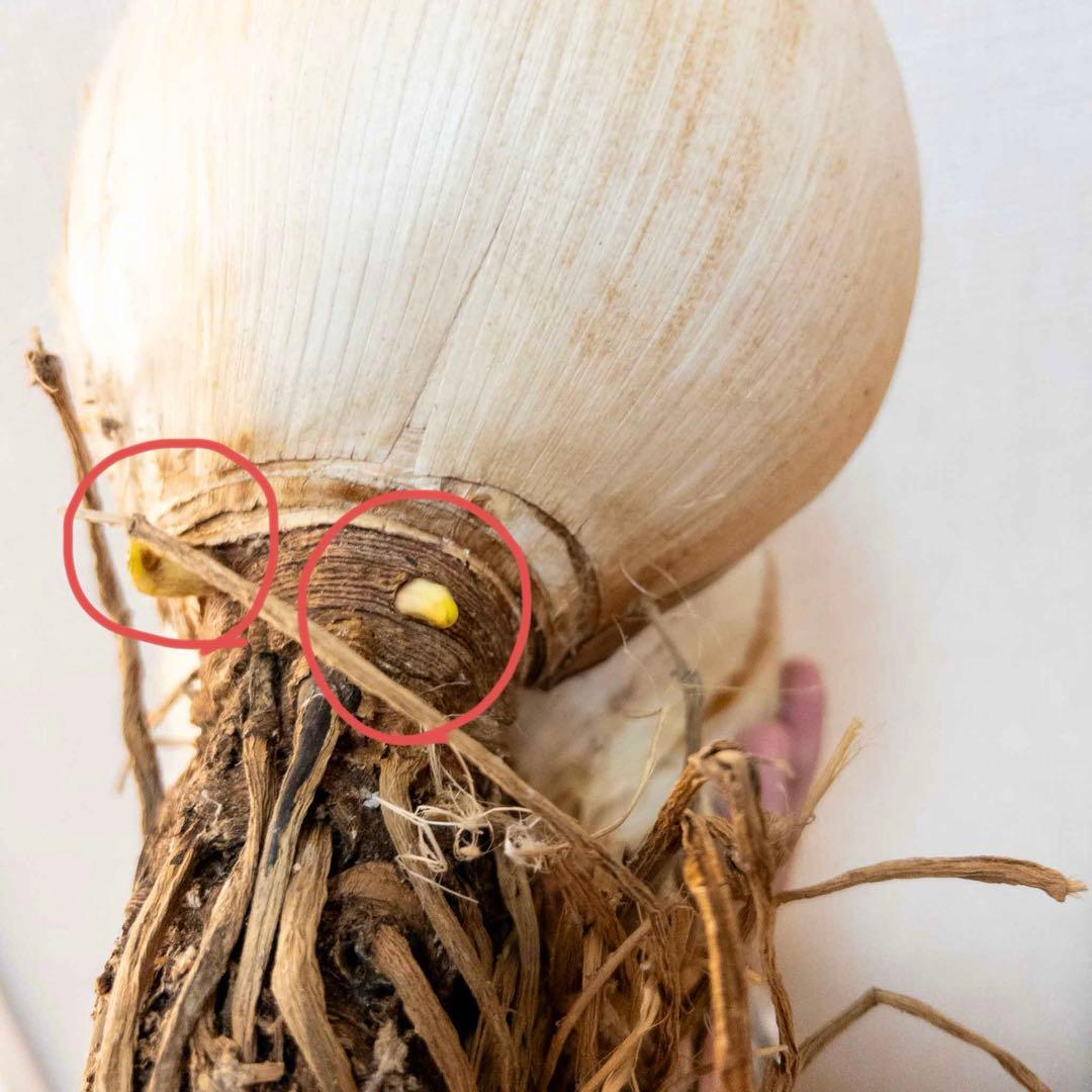 【激レア】 B ブーファン ハエマンソイデス 発根済み 2頭 ダブルヘッド