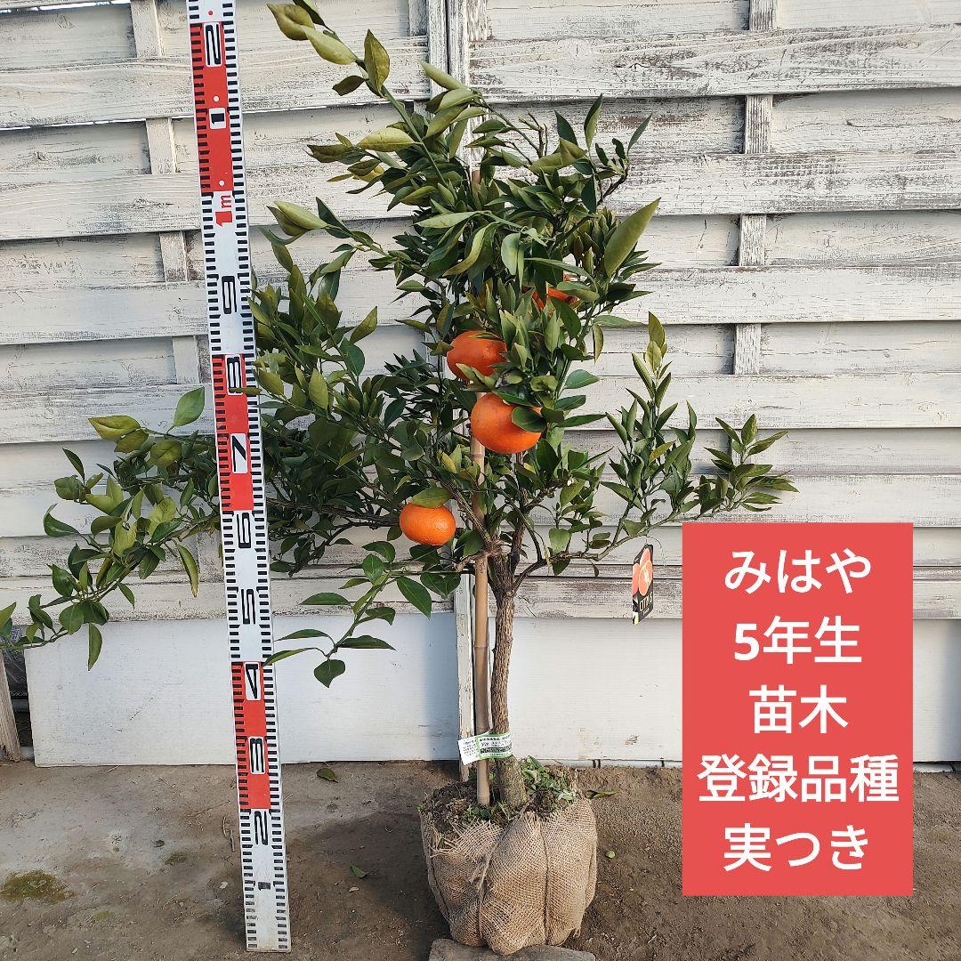 ド*ト様 みはや 5年生 実つき！ 登録品種