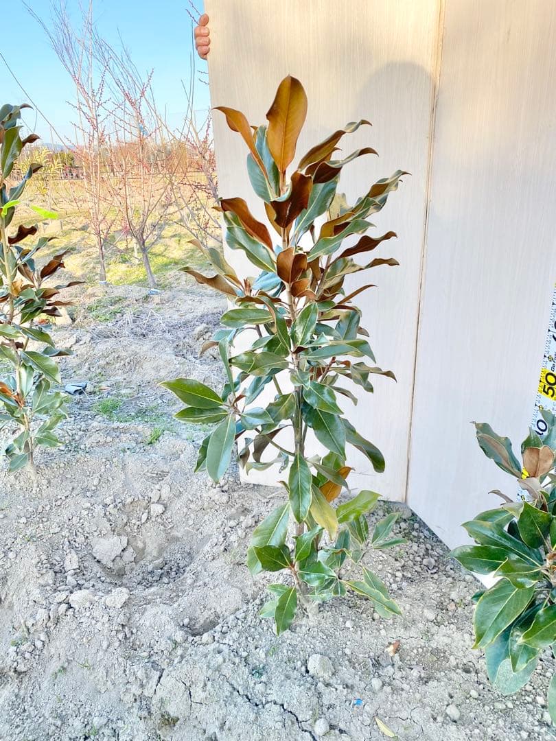 ケイパレス　/ 畑 黄色テープ