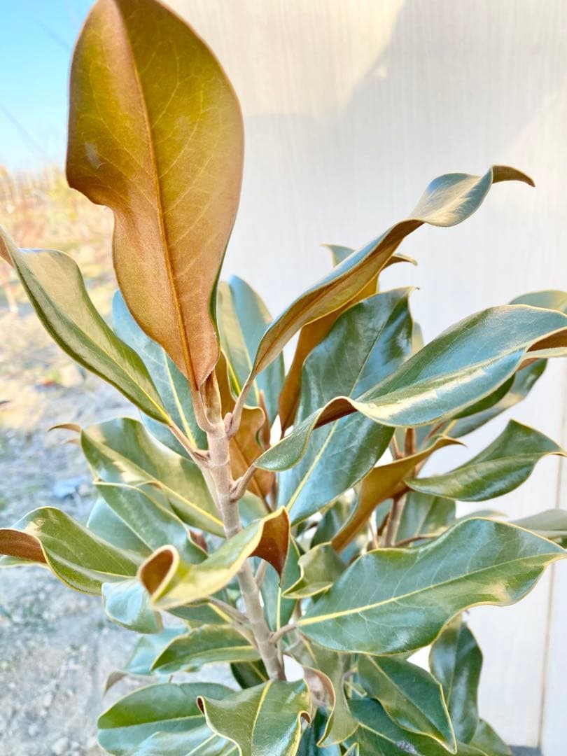 ケイパレス　/ 畑 黄色テープ