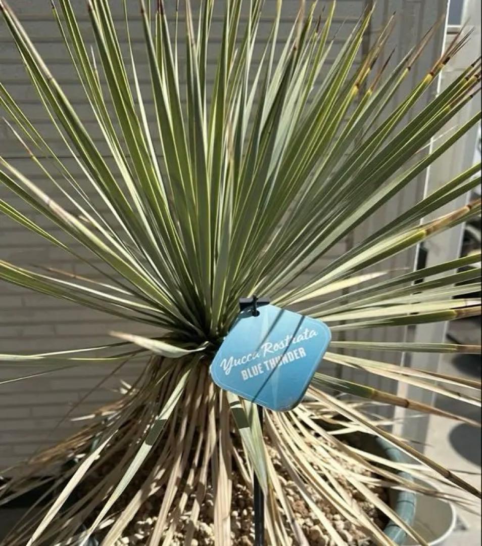 ユッカ ロストラータ ブルーサンダー 正規 タグ付き