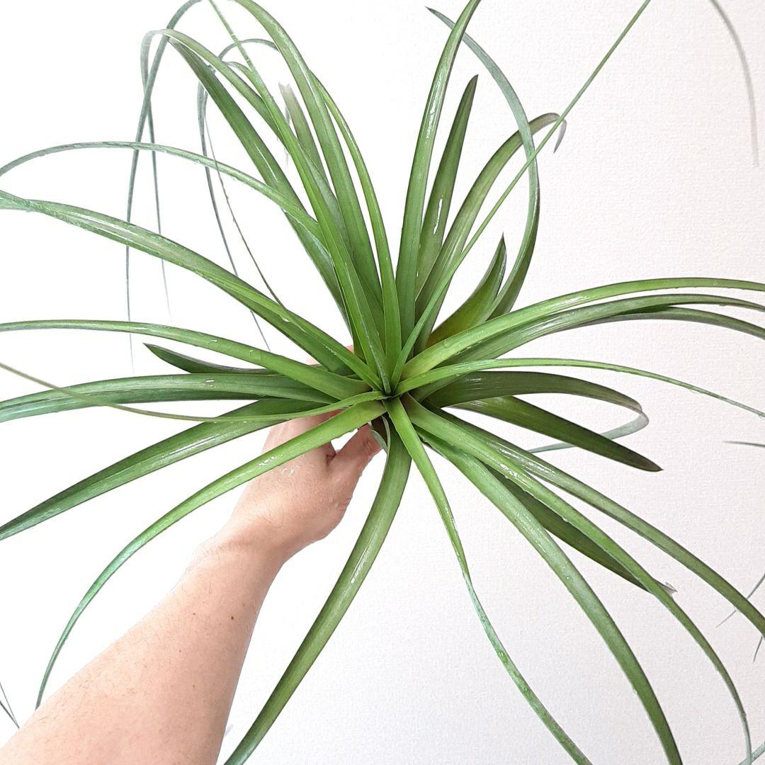 チランジア パチャラロージーチャーム