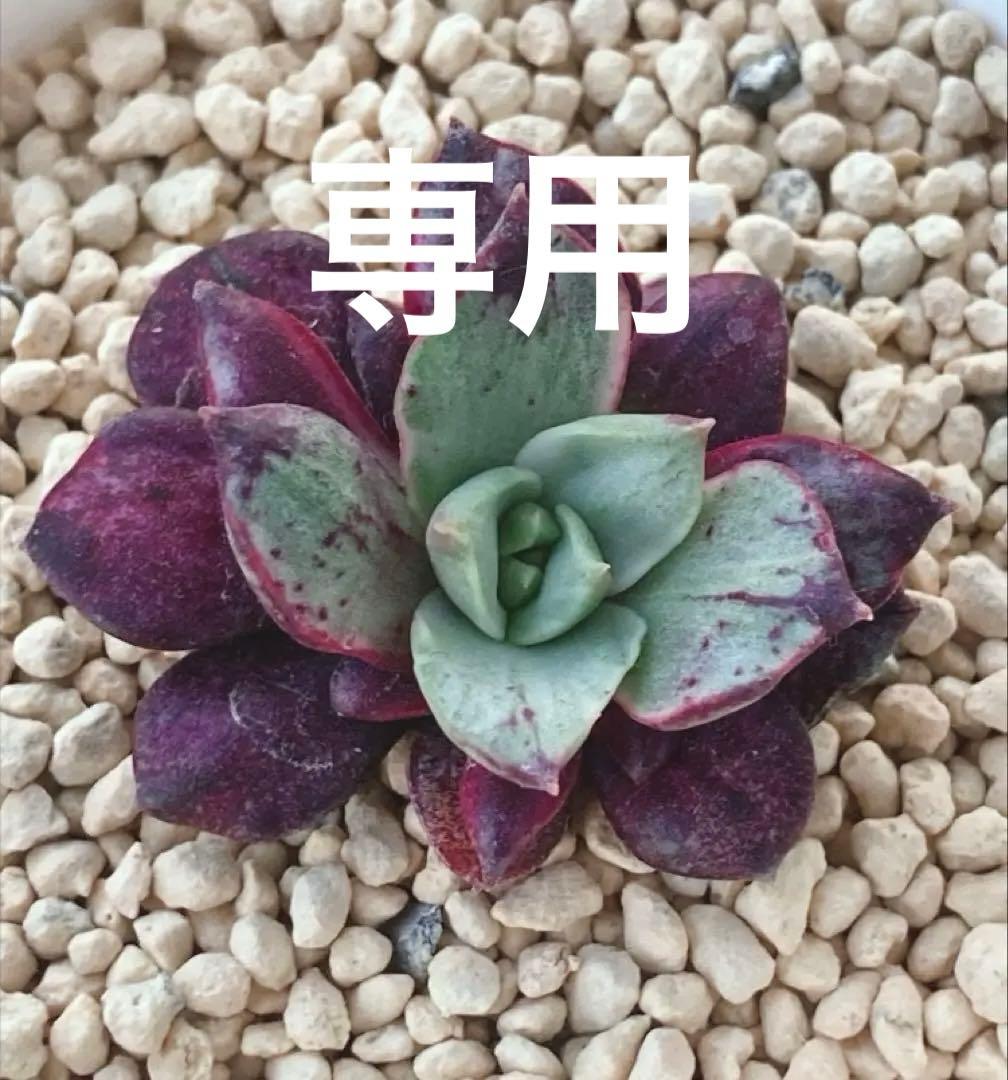 多肉植物　　レア❁︎ロンギシマ錦　発根済