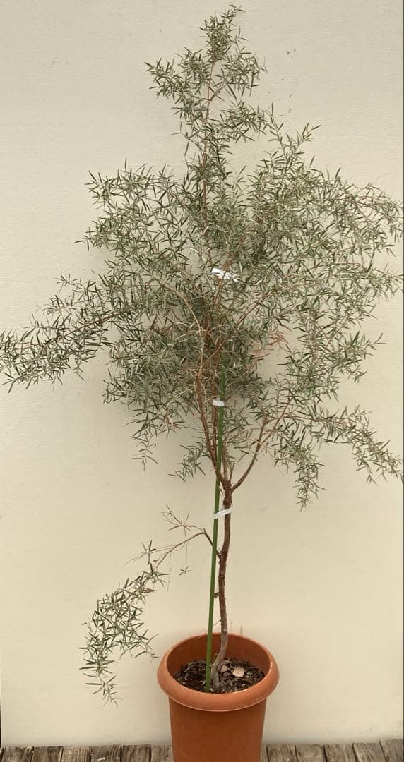 常緑樹　シルバーティツリー