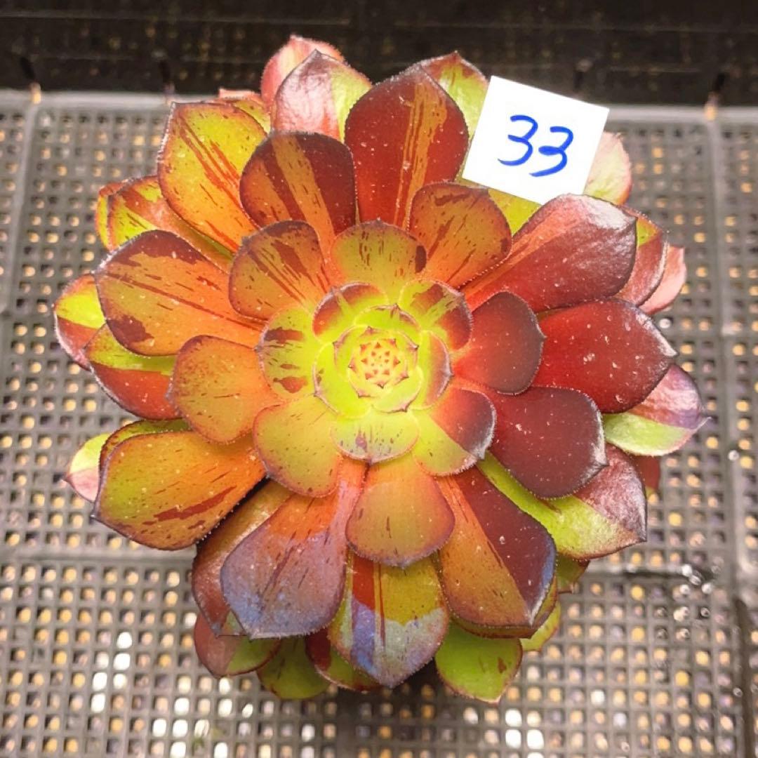 33#多肉植物アエオニウム錦❤️ガ—ネット花顏錦❤️1大頭14cm拔き苗