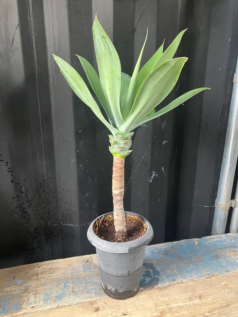 沖縄産　アガベ　ボーチンブルー　観葉植物　 お祝い　プレゼント　アテーナータ　F