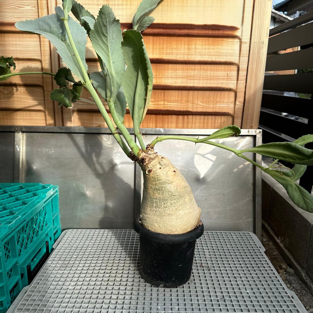 キフォステンマ　セイチアナ