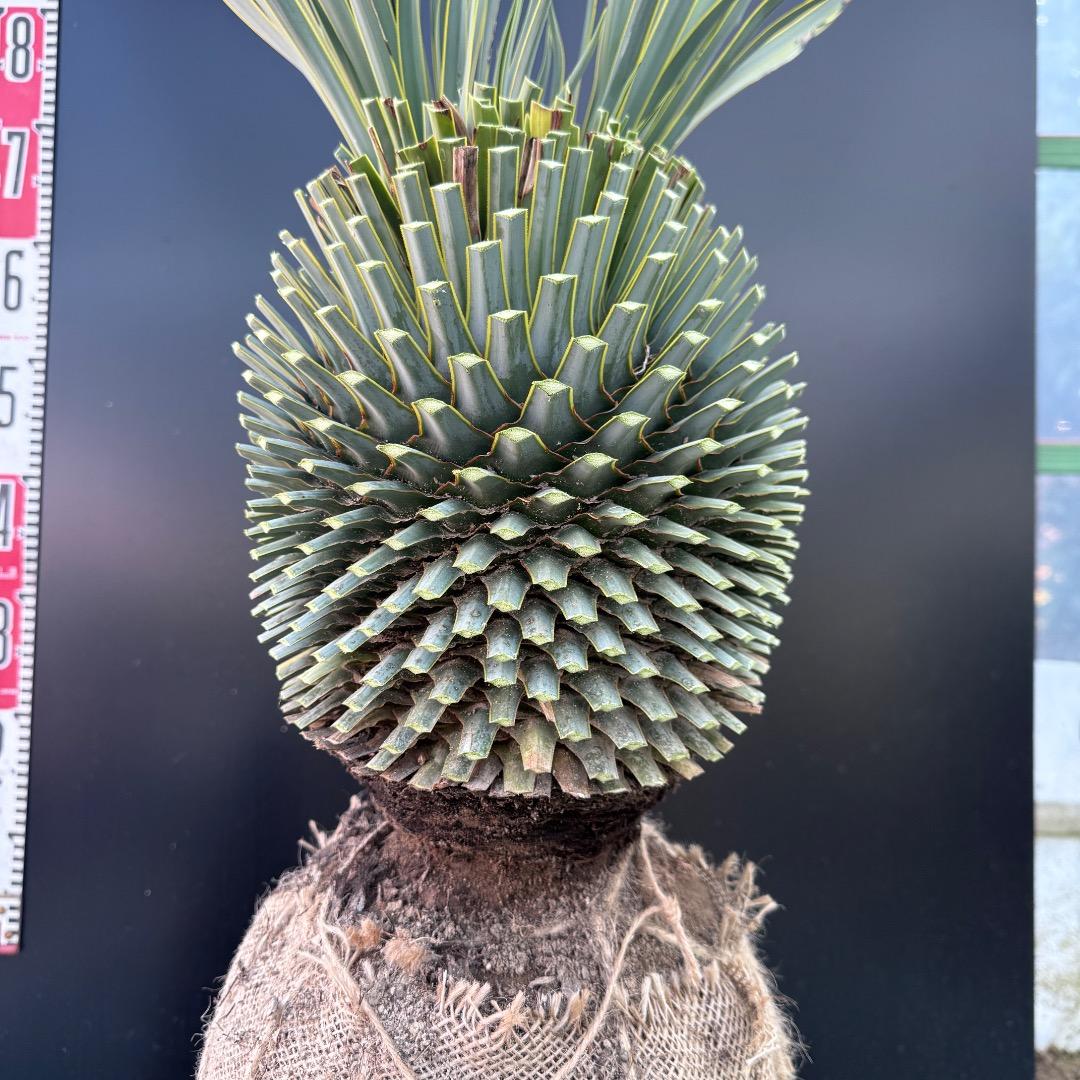 T*k様 【AL1097】超希少　ユッカ　ロストラータ　頂上分頭４ヘッド個体