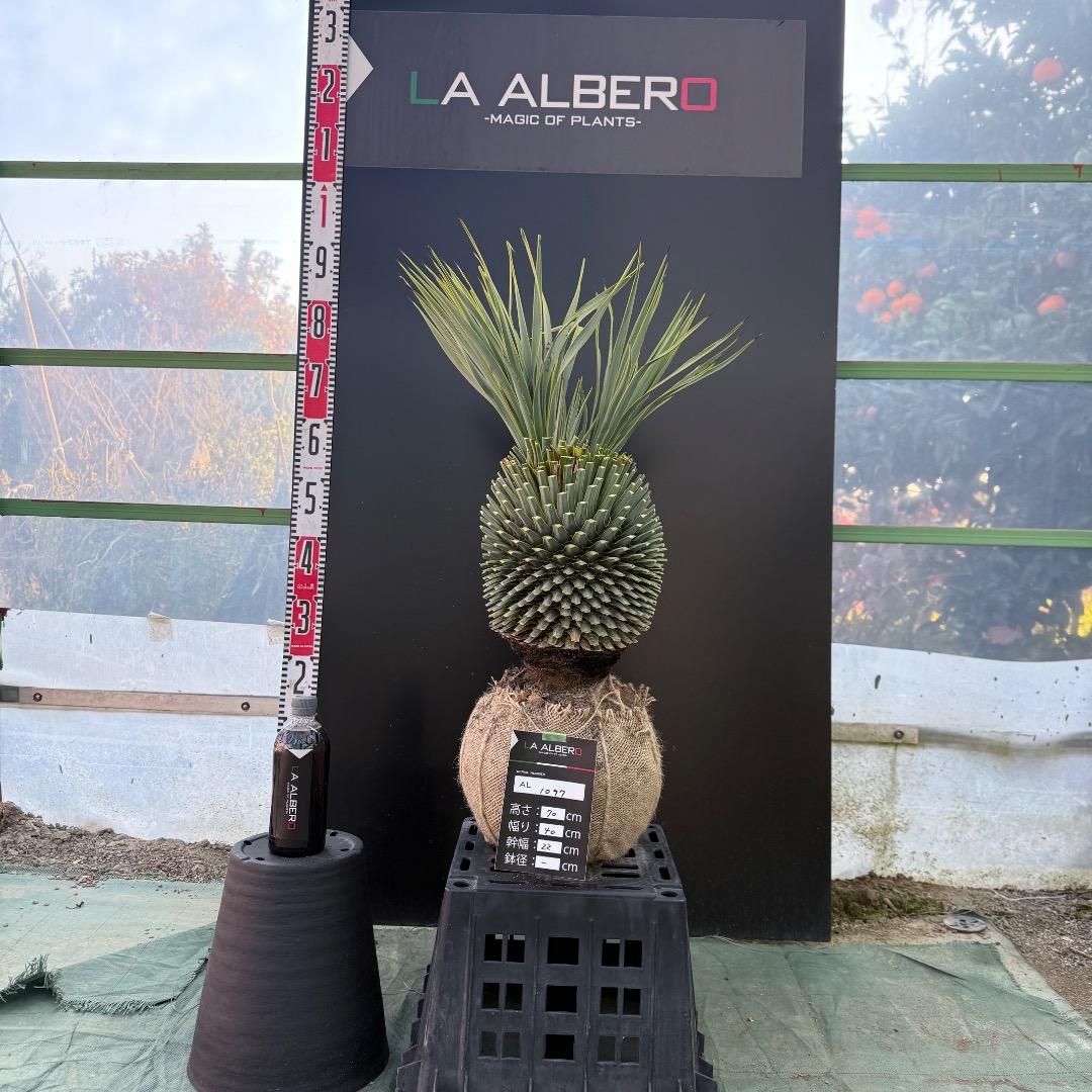 T*k様 【AL1097】超希少　ユッカ　ロストラータ　頂上分頭４ヘッド個体