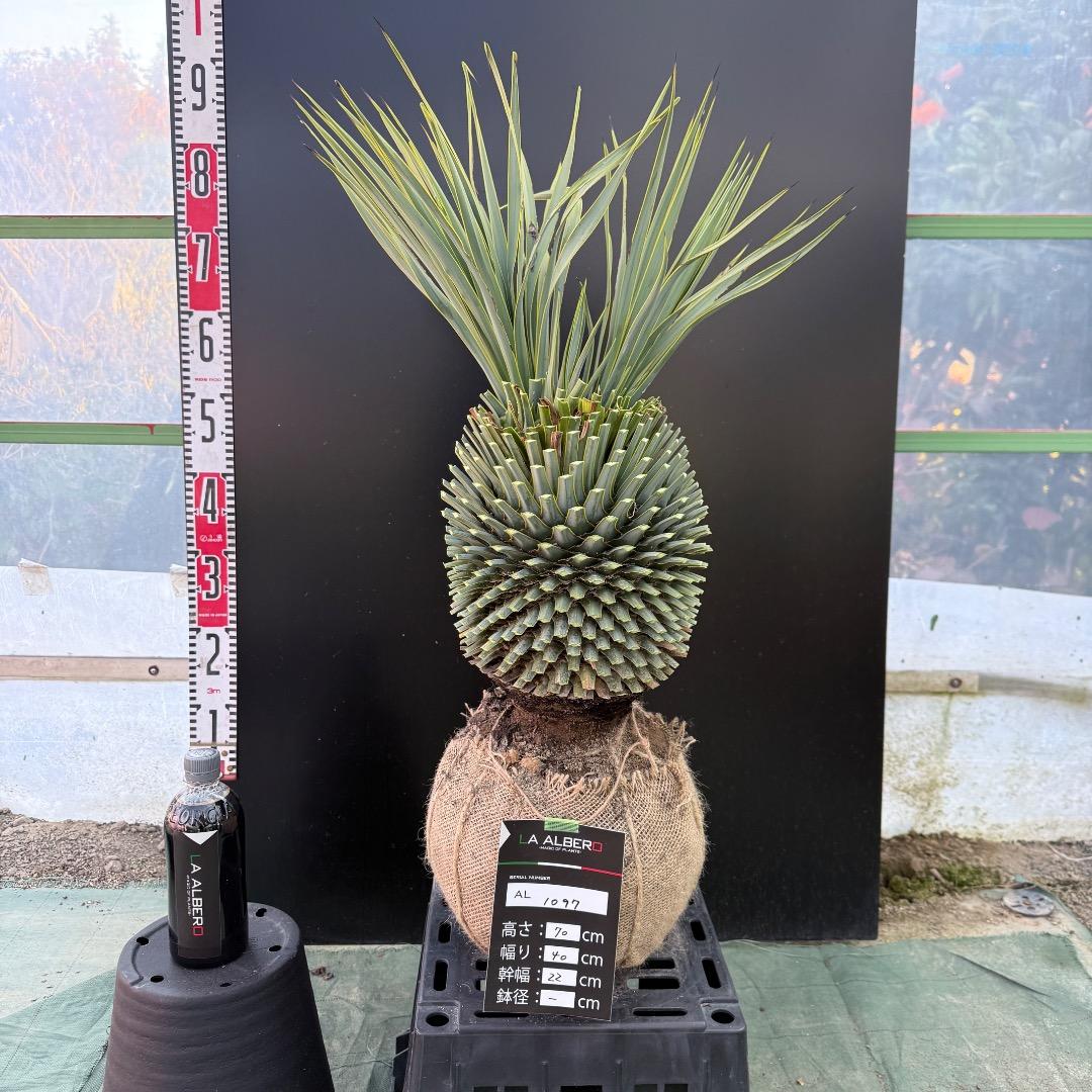 T*k様 【AL1097】超希少　ユッカ　ロストラータ　頂上分頭４ヘッド個体
