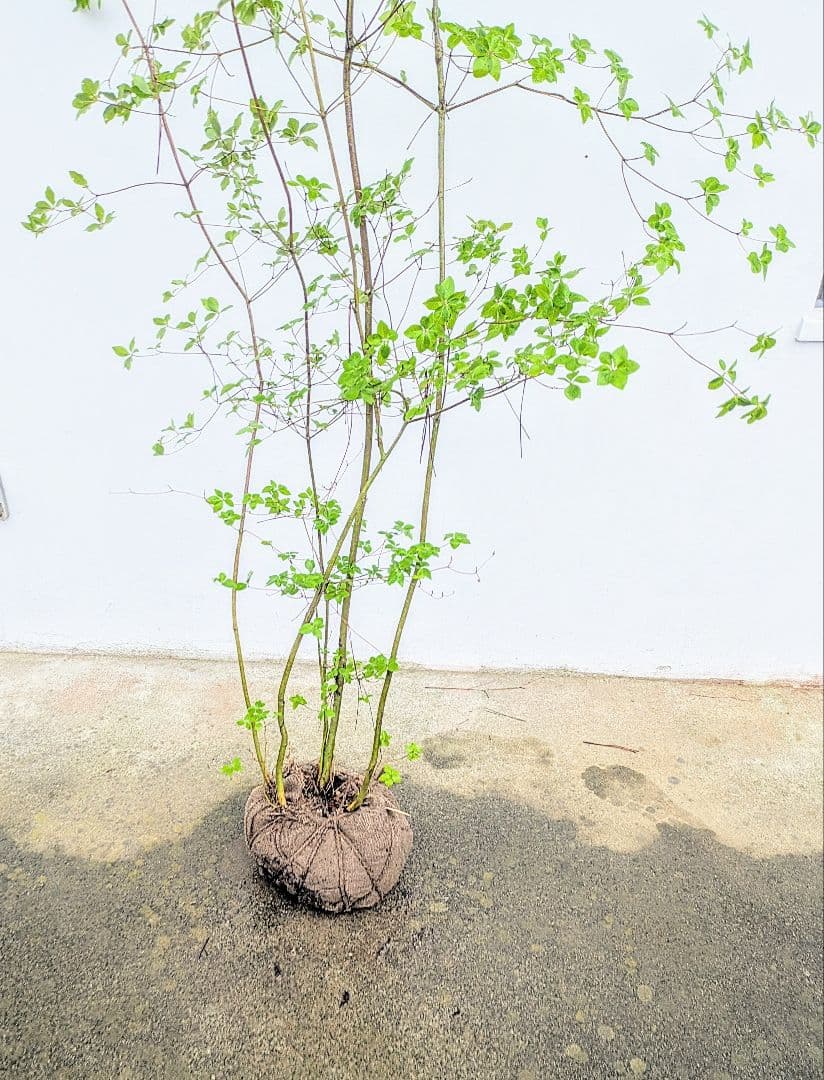 momosaさま。山採りドウダンツツジ。