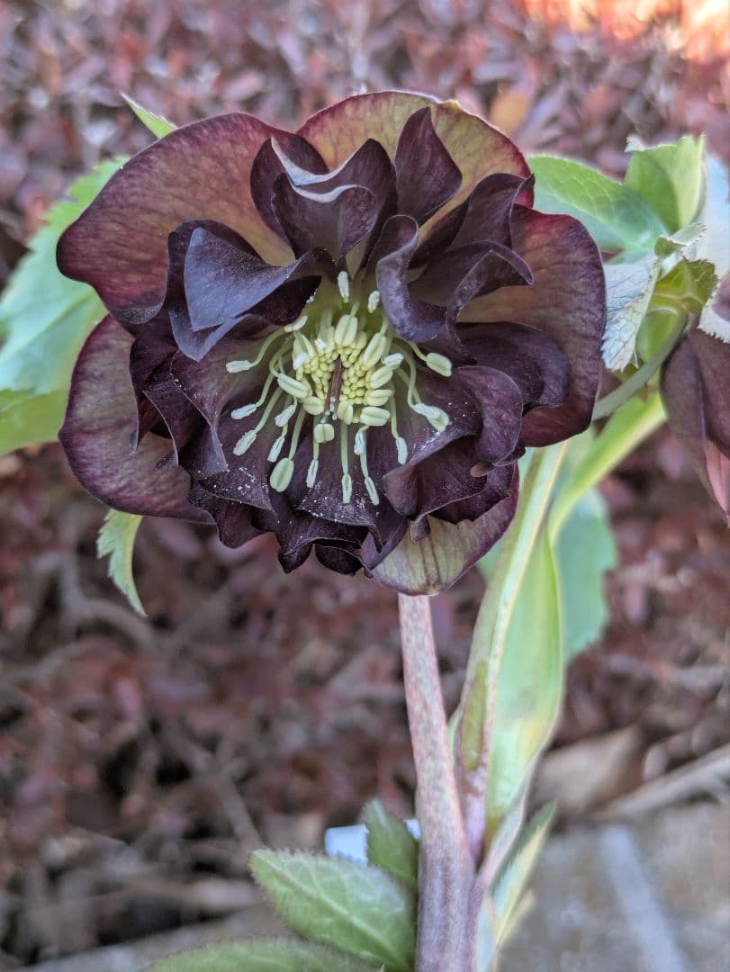激渋原種系ダークバイカラー【加藤農園】クリスマスローズ　グロッシーカラー☆