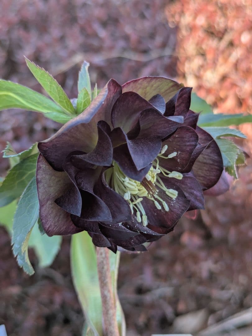 激渋原種系ダークバイカラー【加藤農園】クリスマスローズ　グロッシーカラー☆