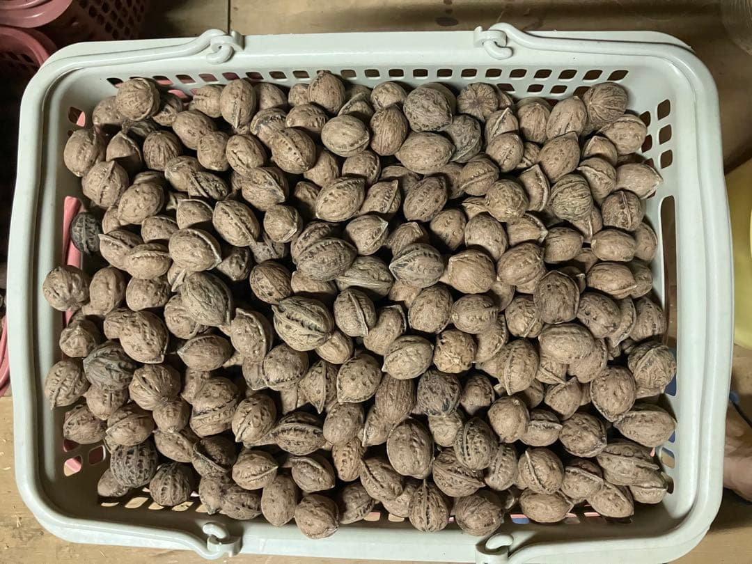 特別限定値下げ　S令和7年産　オニクルミ（鬼胡桃・鬼クルミ）約10kg