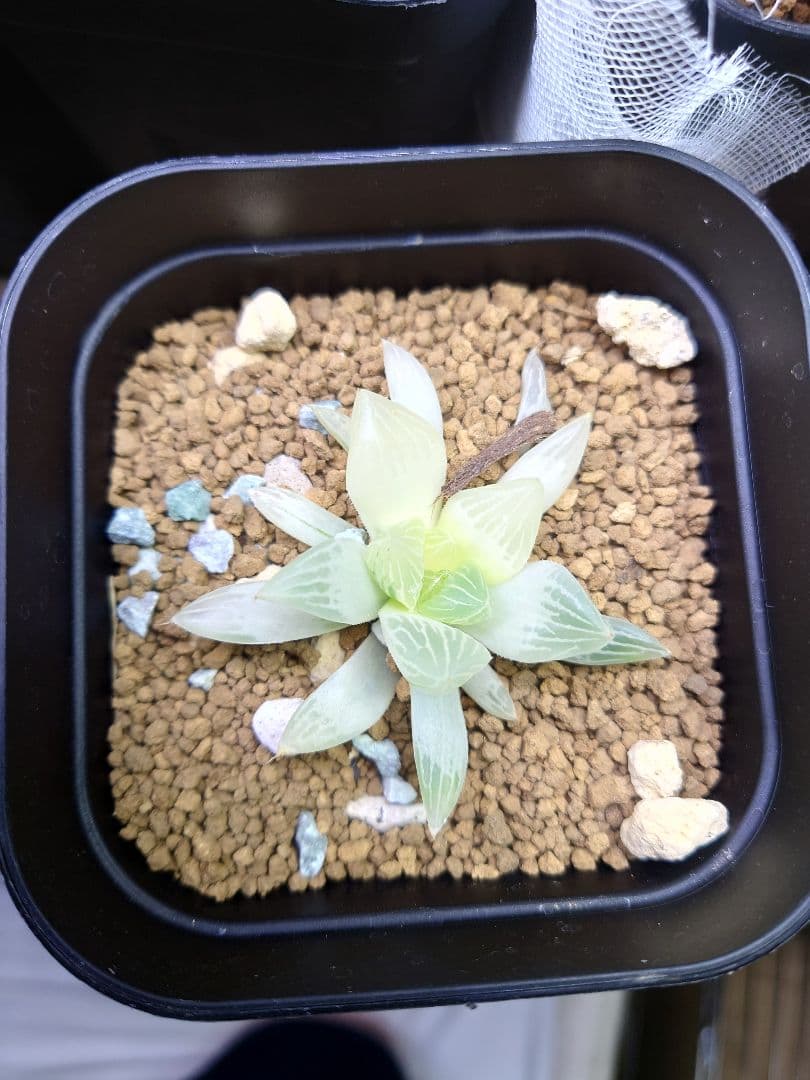 【白蛇伝】カキコ株！発根済み