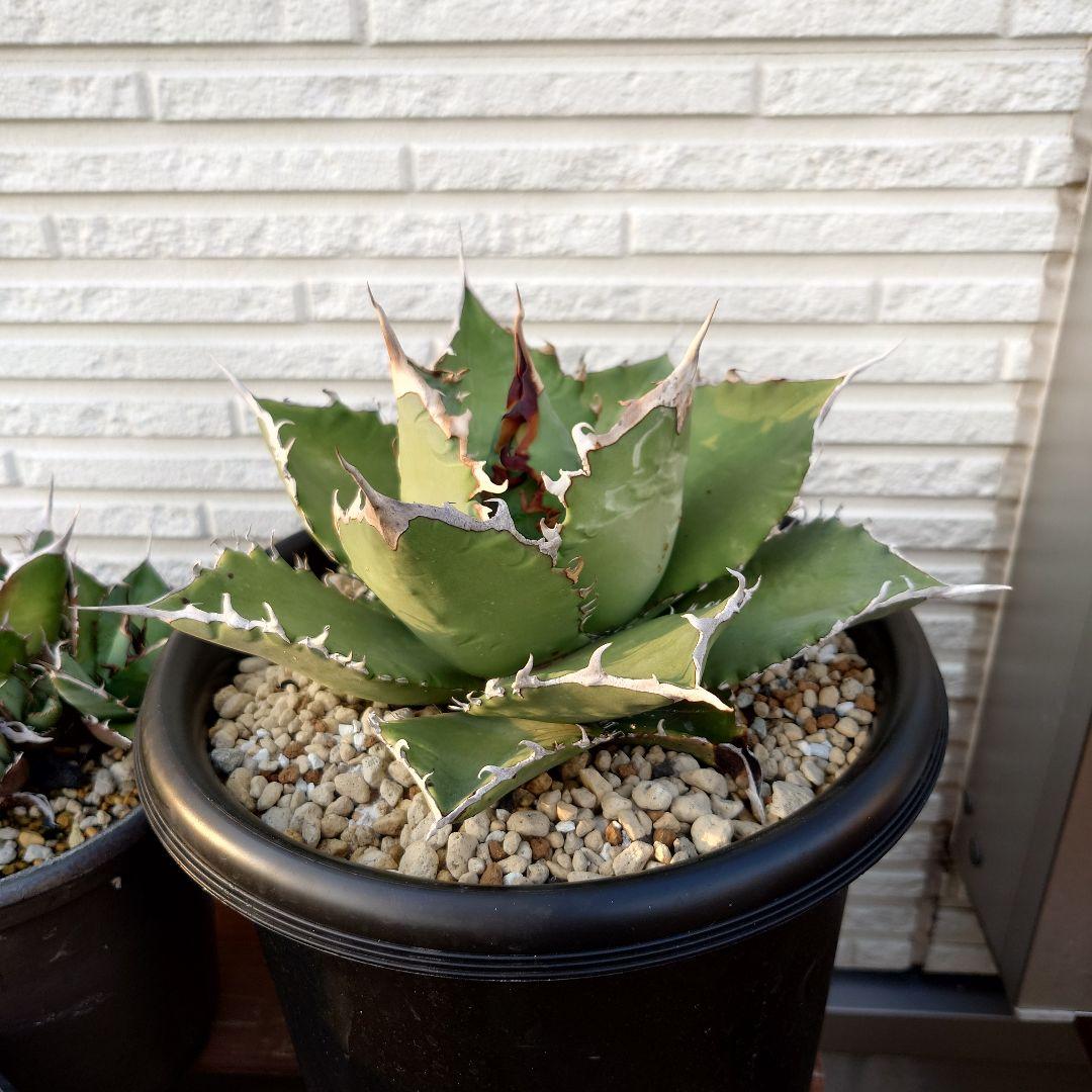 オテロイ実生　大株　直径22cm　アガベ